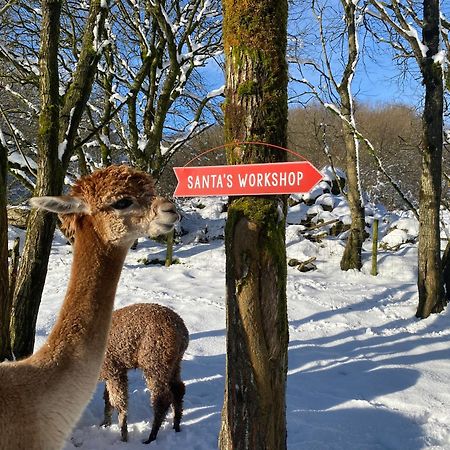 Unique Stay On An Alpaca Therapy Farm With Miniature Donkeys North Wales โมลด์ ภายนอก รูปภาพ