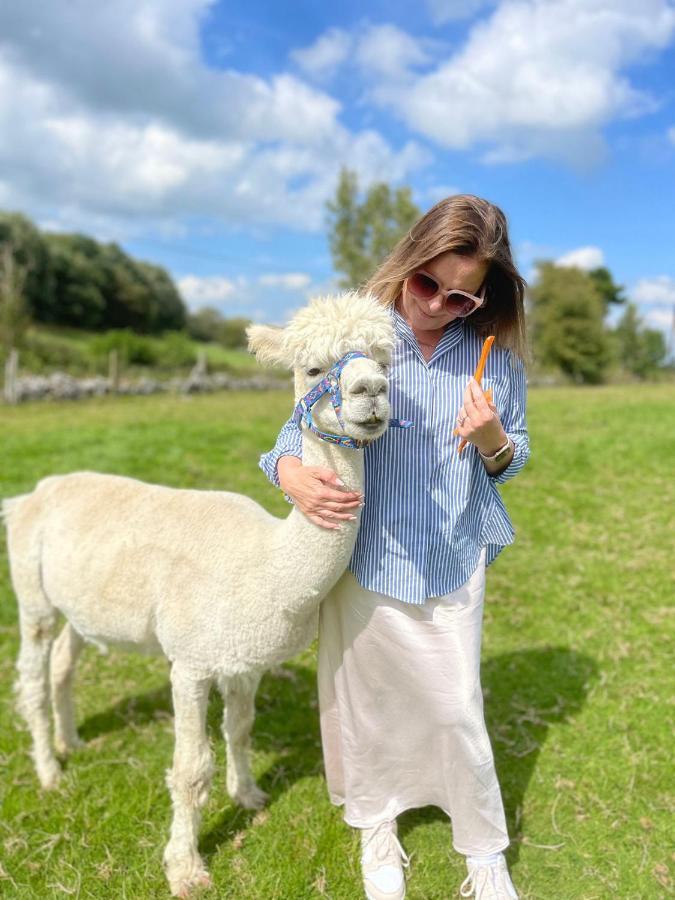 Unique Stay On An Alpaca Therapy Farm With Miniature Donkeys North Wales โมลด์ ภายนอก รูปภาพ