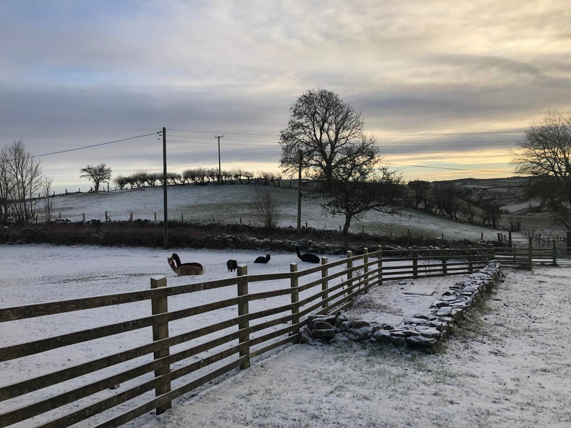Unique Stay On An Alpaca Therapy Farm With Miniature Donkeys North Wales โมลด์ ภายนอก รูปภาพ