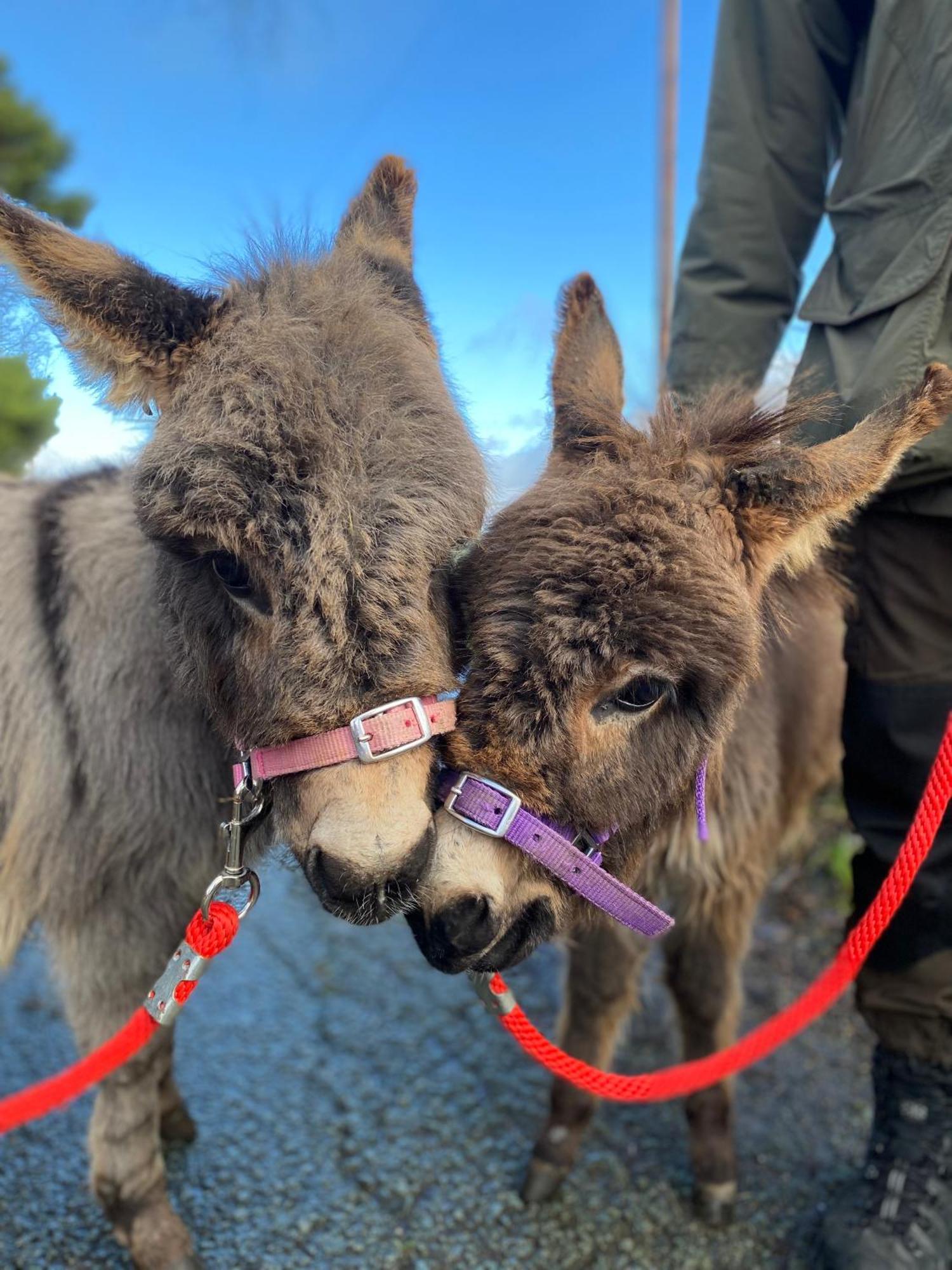 Unique Stay On An Alpaca Therapy Farm With Miniature Donkeys North Wales โมลด์ ภายนอก รูปภาพ