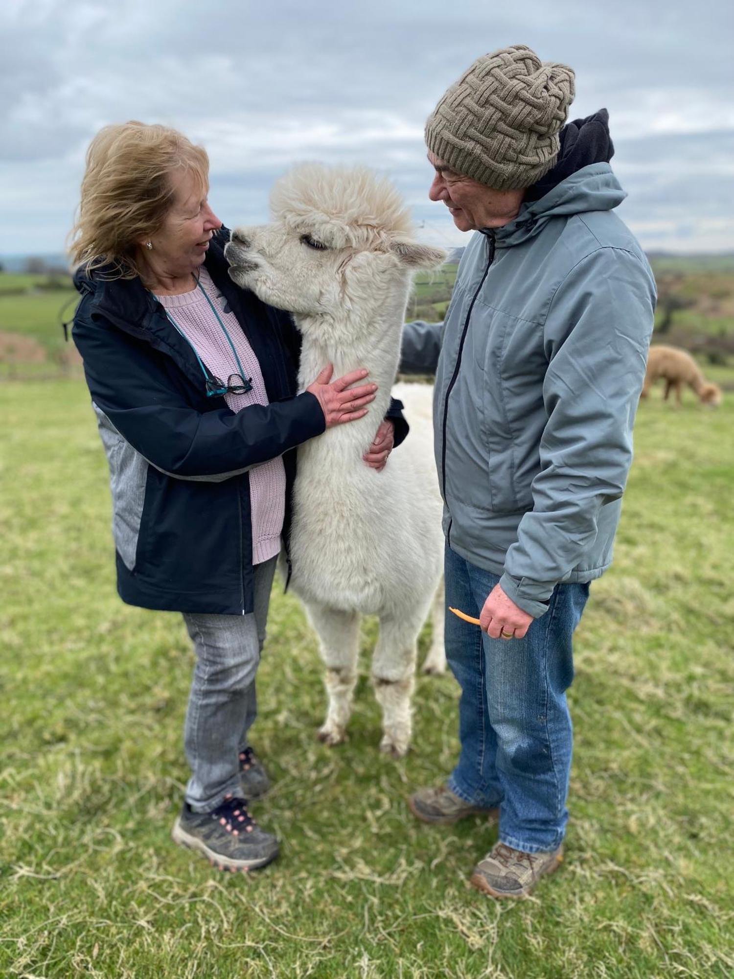 Unique Stay On An Alpaca Therapy Farm With Miniature Donkeys North Wales โมลด์ ภายนอก รูปภาพ