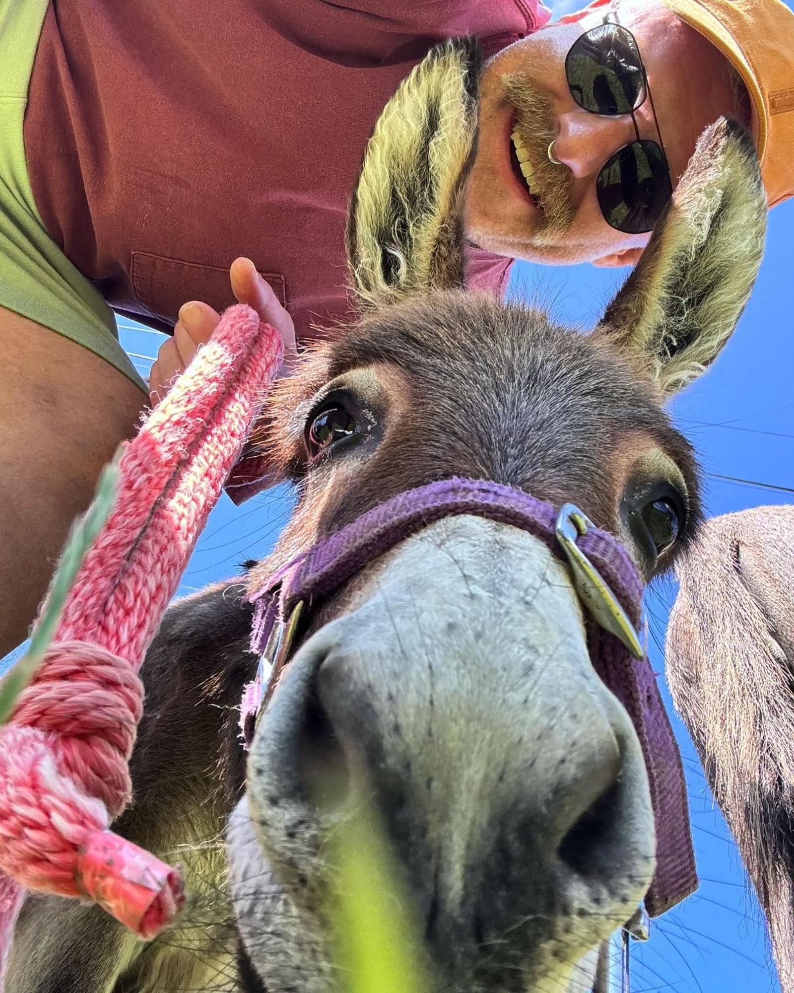 Unique Stay On An Alpaca Therapy Farm With Miniature Donkeys North Wales โมลด์ ภายนอก รูปภาพ