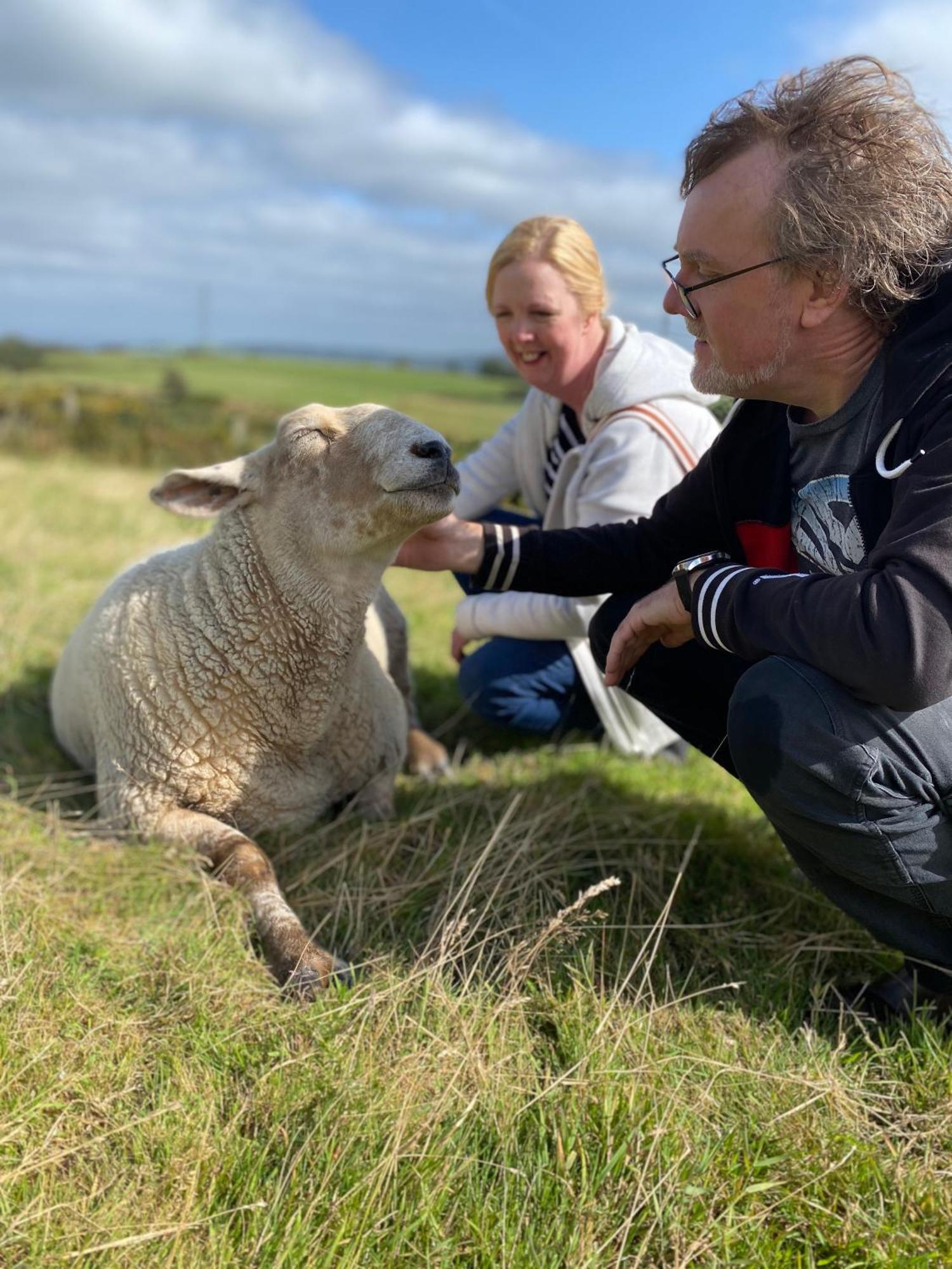 Unique Stay On An Alpaca Therapy Farm With Miniature Donkeys North Wales โมลด์ ภายนอก รูปภาพ