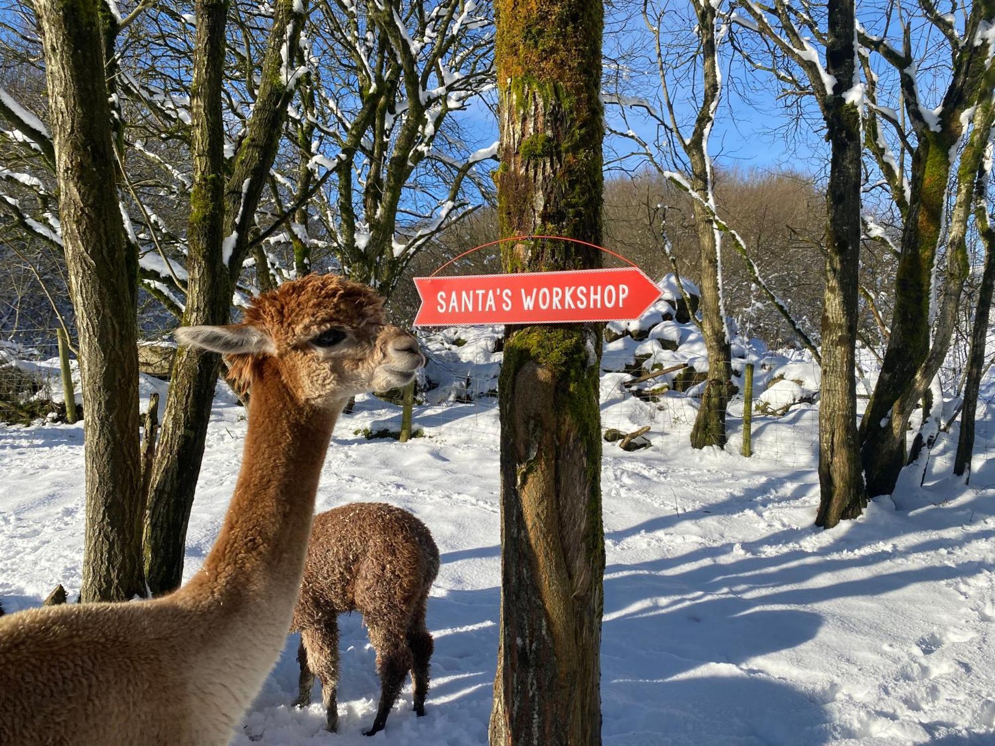 Unique Stay On An Alpaca Therapy Farm With Miniature Donkeys North Wales โมลด์ ภายนอก รูปภาพ